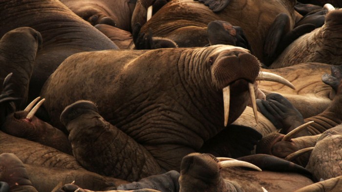 Walrus haul-out, Chukchi Sea (National Geographic Television)